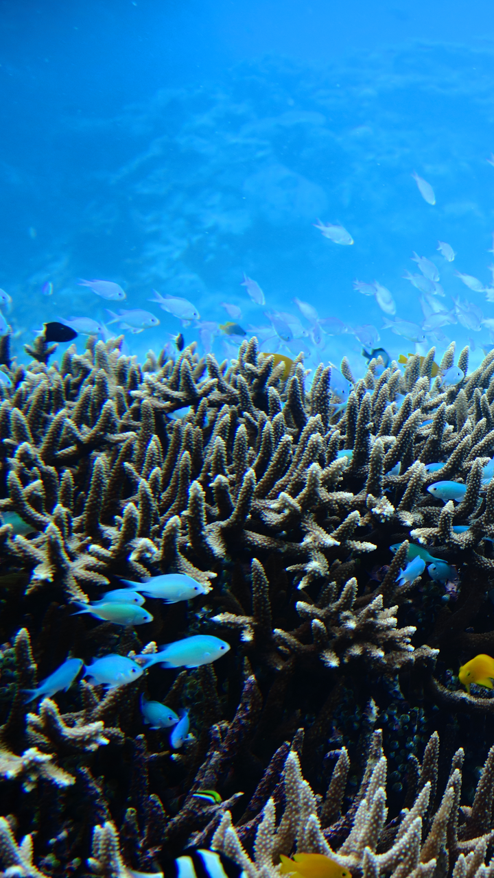reef